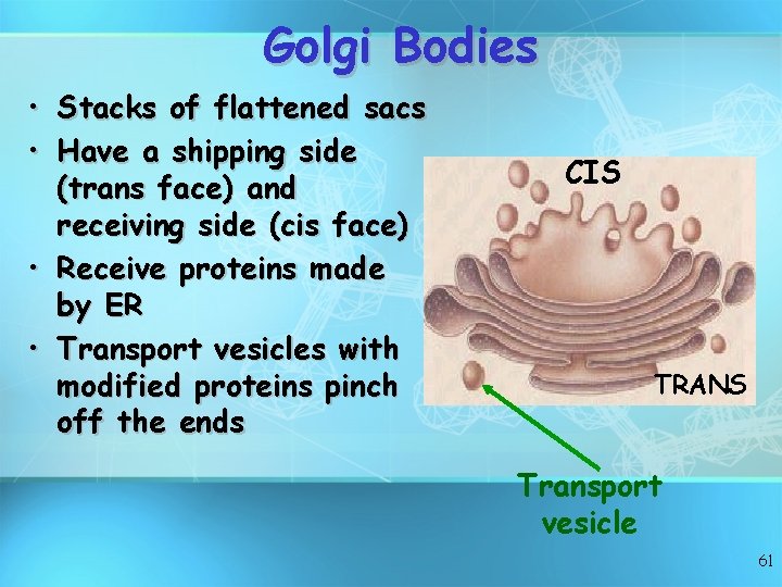 Golgi Bodies • Stacks of flattened sacs • Have a shipping side (trans face)