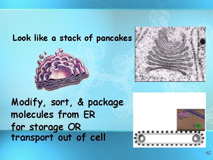 Look like a stack of pancakes Modify, sort, & package molecules from ER for