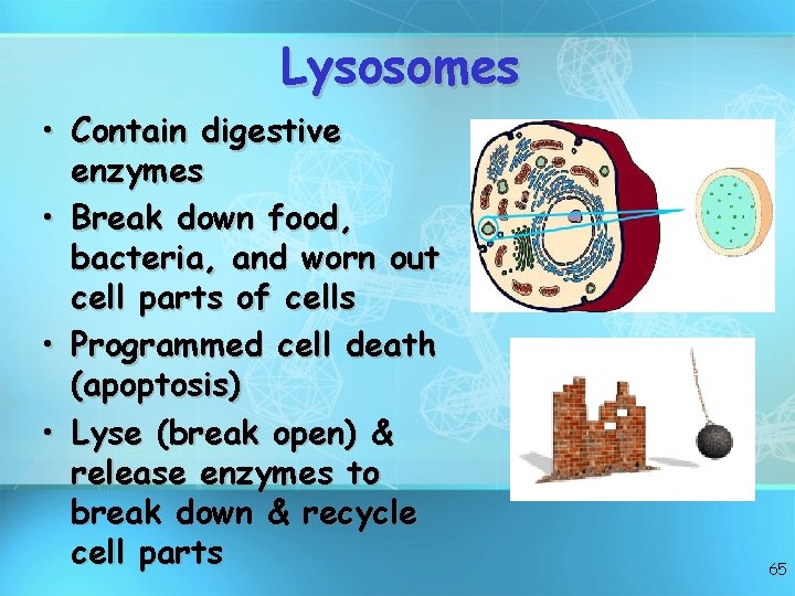 Lysosomes • Contain digestive enzymes • Break down food, bacteria, and worn out cell