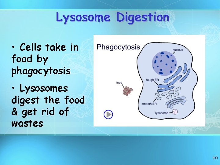 Lysosome Digestion • Cells take in food by phagocytosis • Lysosomes digest the food