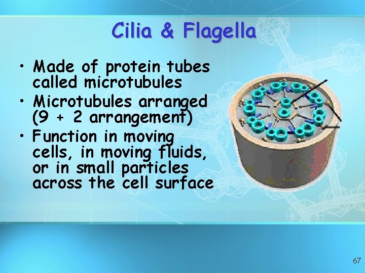 Cilia & Flagella • Made of protein tubes called microtubules • Microtubules arranged (9