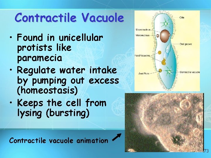 Contractile Vacuole • Found in unicellular protists like paramecia • Regulate water intake by