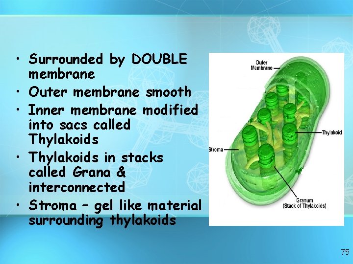  • Surrounded by DOUBLE membrane • Outer membrane smooth • Inner membrane modified