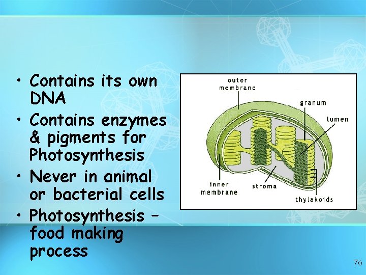  • Contains its own DNA • Contains enzymes & pigments for Photosynthesis •