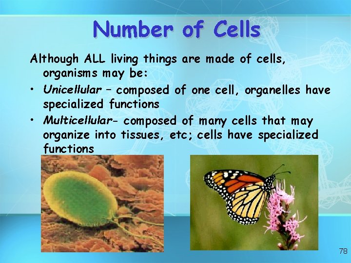 Number of Cells Although ALL living things are made of cells, organisms may be: