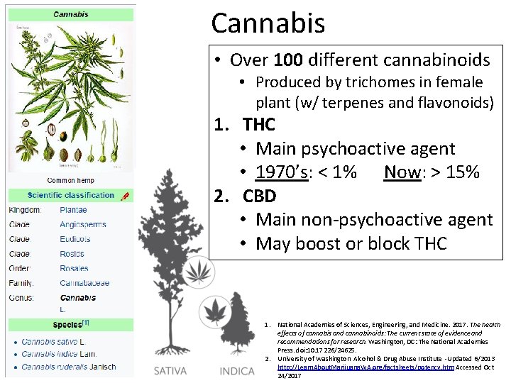 Cannabis • Over 100 different cannabinoids • Produced by trichomes in female plant (w/