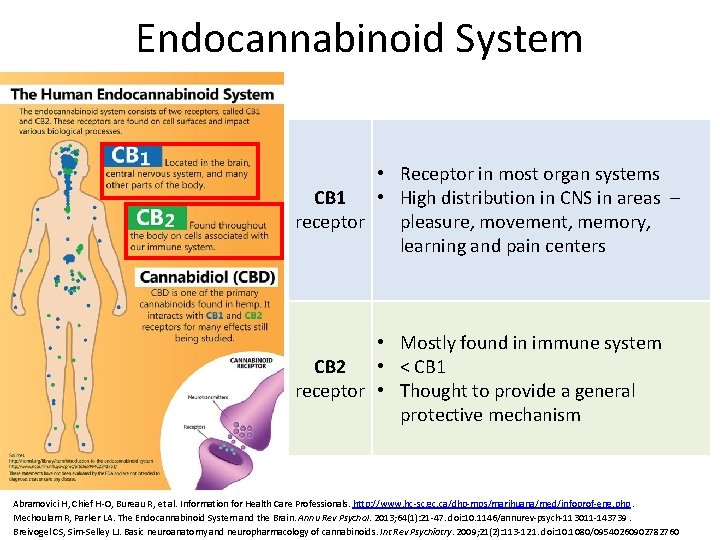 Endocannabinoid System • Receptor in most organ systems CB 1 • High distribution in