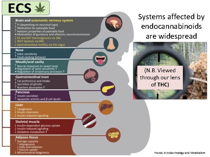 Systems affected by endocannabinoids are widespread Trends in Endocrinology and Metabolism 