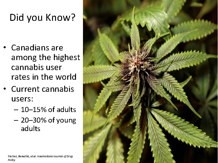 Did you Know? • Canadians are among the highest cannabis user rates in the