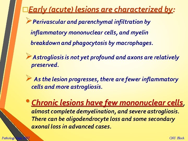 �Early (acute) lesions are characterized by: ØPerivascular and parenchymal infiltration by inflammatory mononuclear cells,