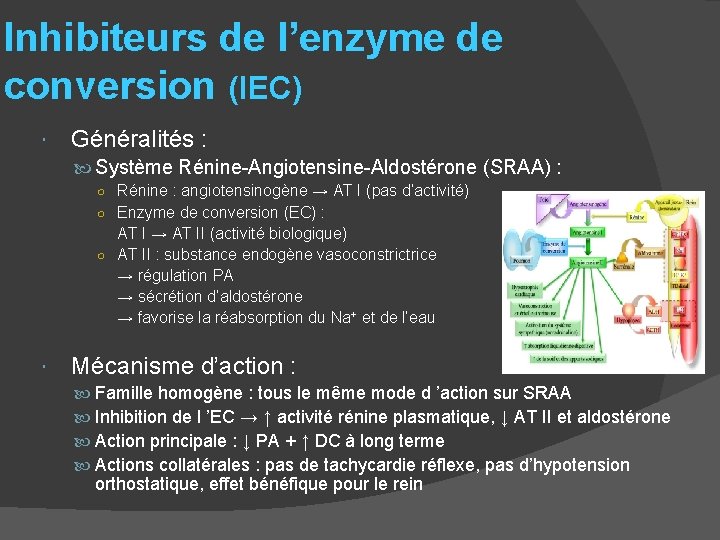 Inhibiteurs de l’enzyme de conversion (IEC) Généralités : Système Rénine-Angiotensine-Aldostérone (SRAA) : ○ Rénine