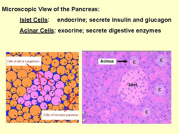 Microscopic View of the Pancreas: Islet Cells: endocrine; secrete insulin and glucagon Acinar Cells: