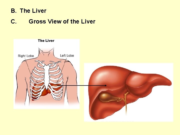 B. The Liver C. Gross View of the Liver 
