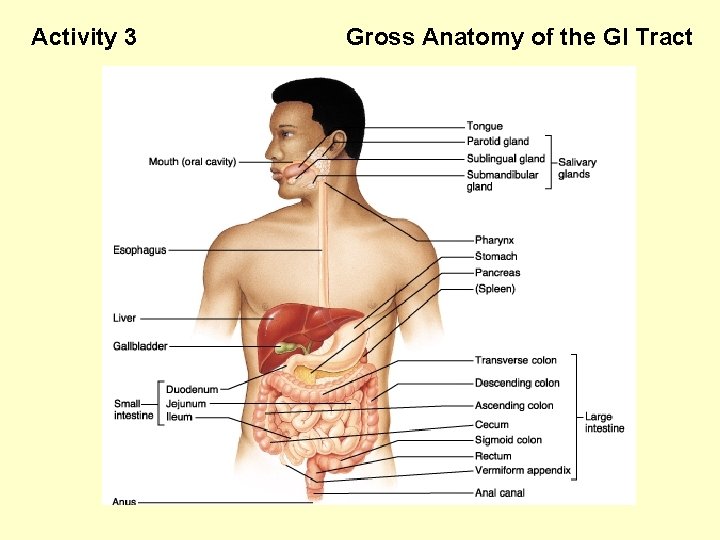 Activity 3 Gross Anatomy of the GI Tract 