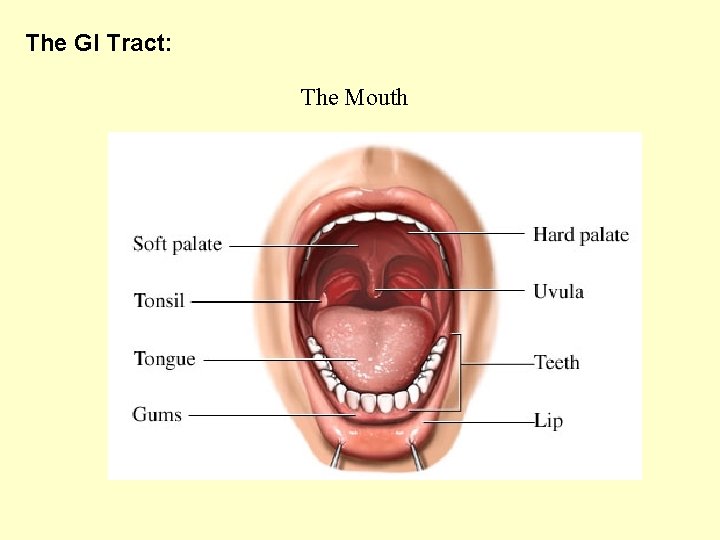 The GI Tract: The Mouth 