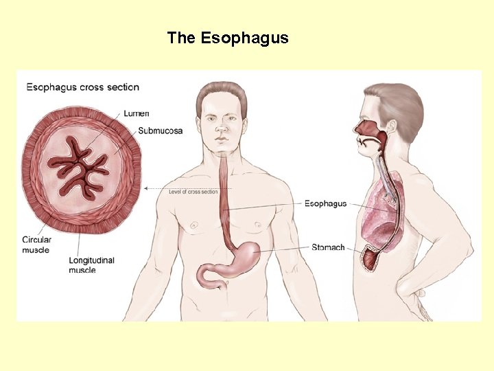  The Esophagus 