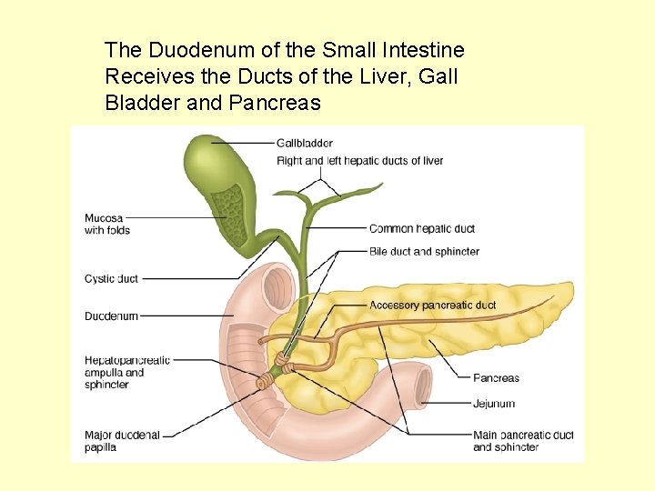 The Duodenum of the Small Intestine Receives the Ducts of the Liver, Gall Bladder