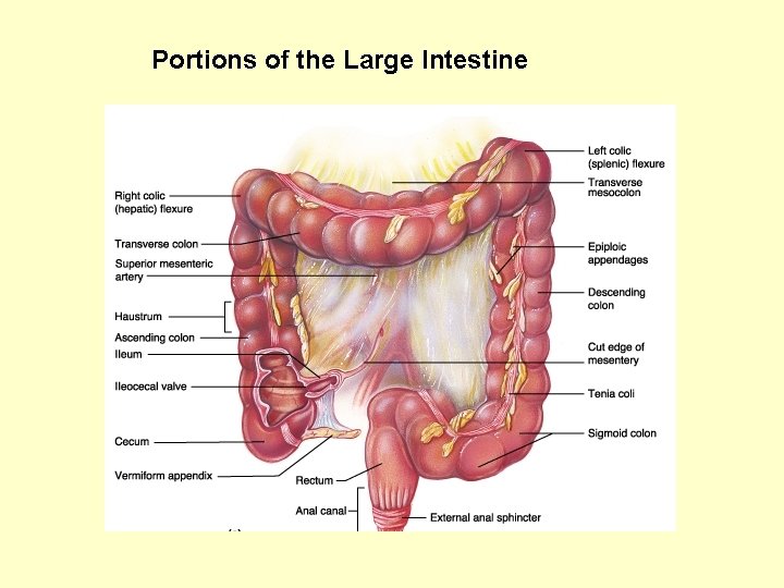 Portions of the Large Intestine 