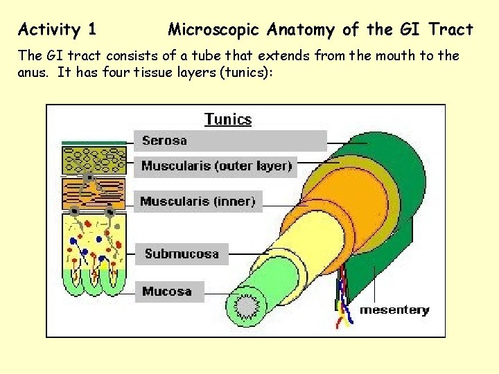 Activity 1 Microscopic Anatomy of the GI Tract The GI tract consists of a
