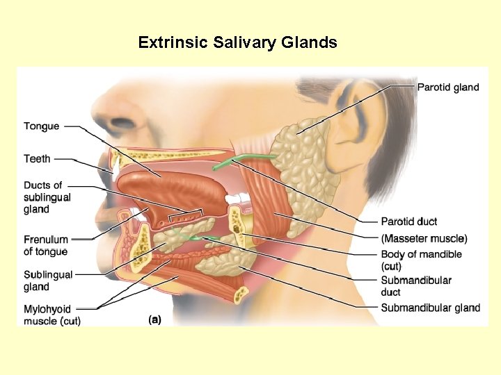  Extrinsic Salivary Glands 