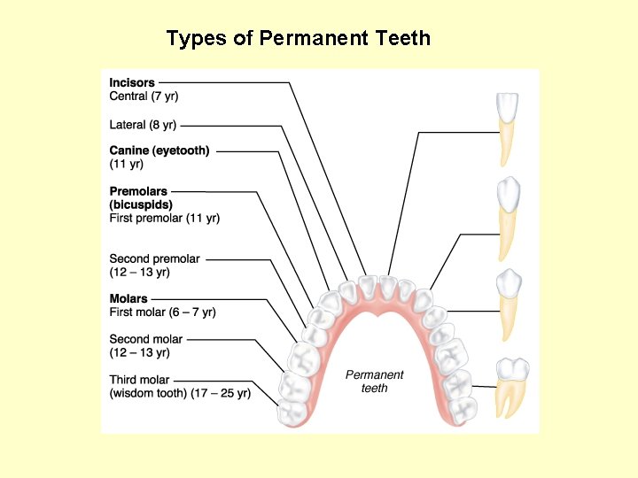 Types of Permanent Teeth 