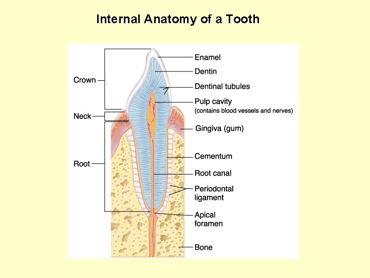 Internal Anatomy of a Tooth 