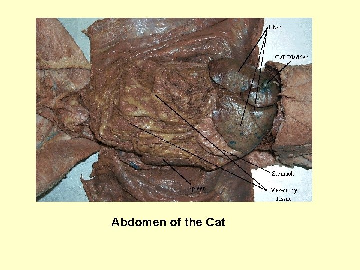 Abdomen of the Cat 