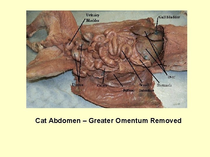 Cat Abdomen – Greater Omentum Removed 