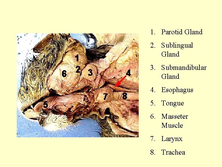 1. Parotid Gland 2. Sublingual Gland 3. Submandibular Gland 4. Esophagus 5. Tongue 6.