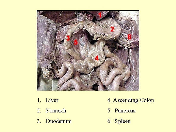  1. Liver 2. Stomach 3. Duodenum 4. Ascending Colon 5. Pancreas 6. Spleen