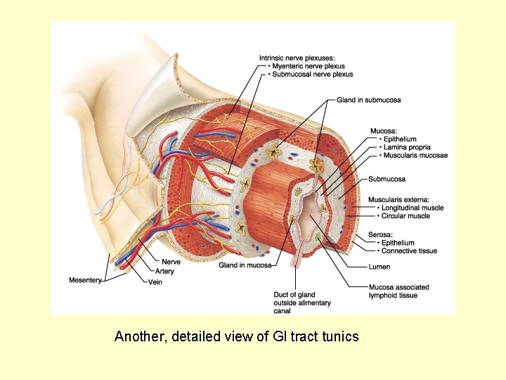 Another, detailed view of GI tract tunics 