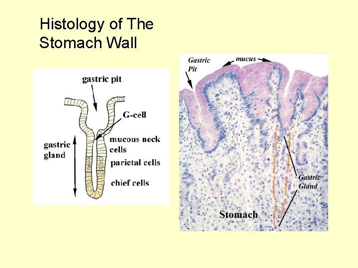 Histology of The Stomach Wall 