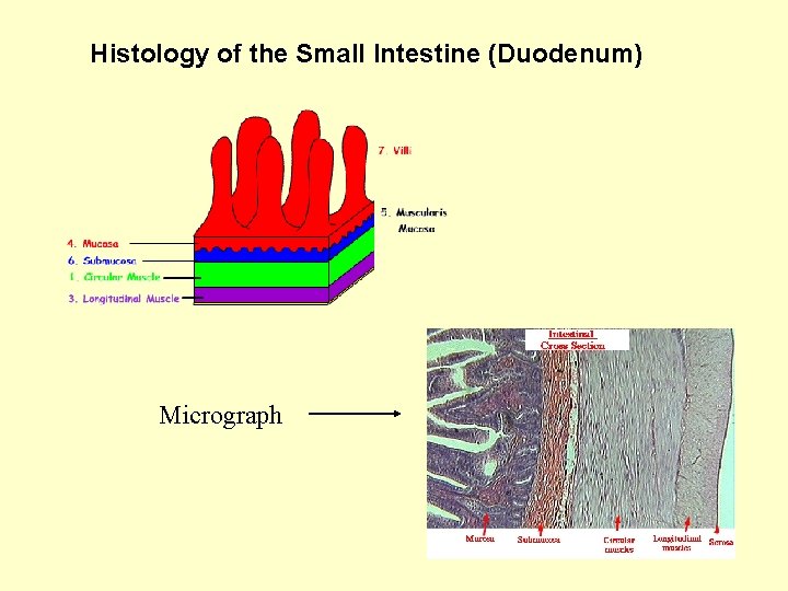  Histology of the Small Intestine (Duodenum) Micrograph 