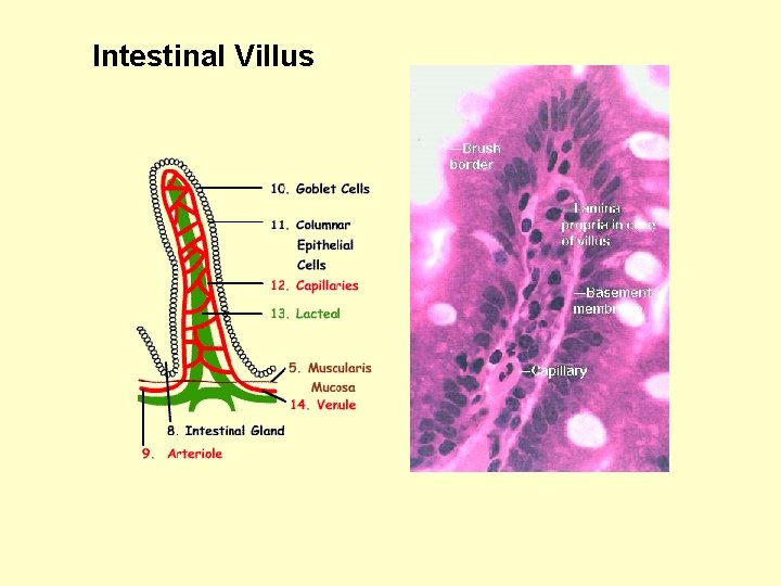 Intestinal Villus 