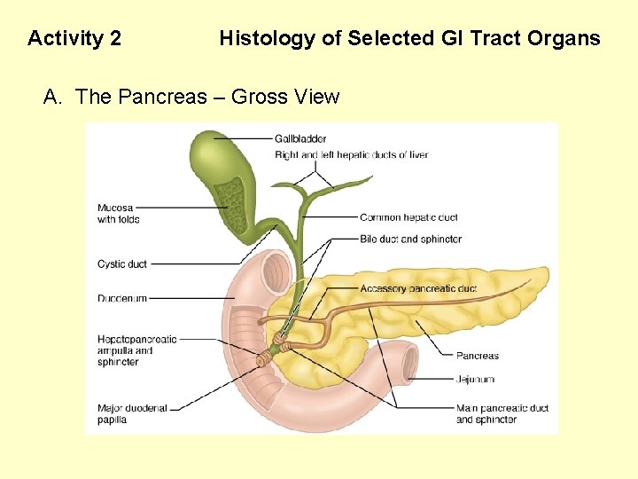 Activity 2 Histology of Selected GI Tract Organs A. The Pancreas – Gross View