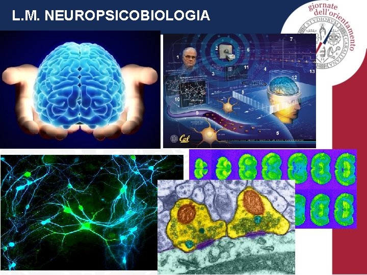 Facolt di Biologia e Farmacia Corso di Laurea