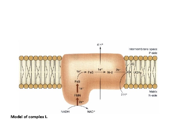 Model of complex I. 