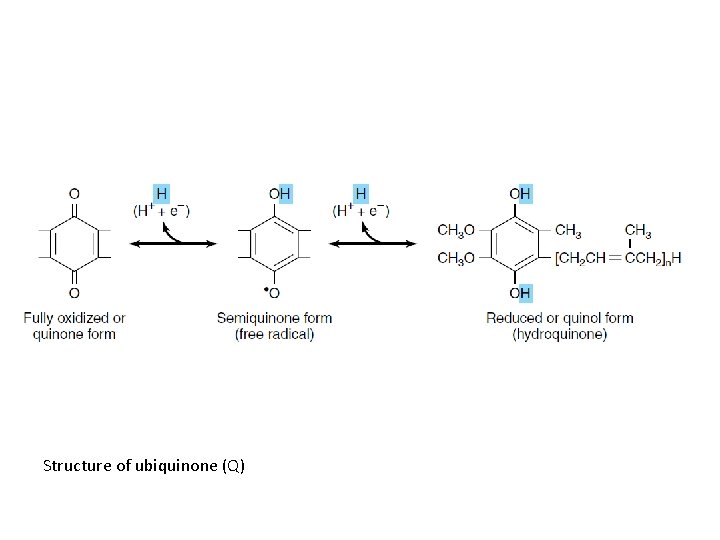 Structure of ubiquinone (Q) 