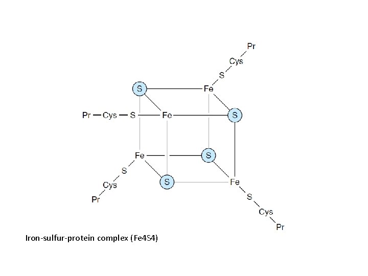Iron-sulfur-protein complex (Fe 4 S 4) 