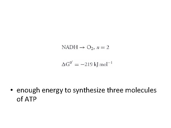  • enough energy to synthesize three molecules of ATP 
