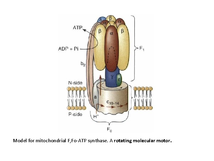Model for mitochondrial F, Fo-ATP synthase. A rotating molecular motor. 