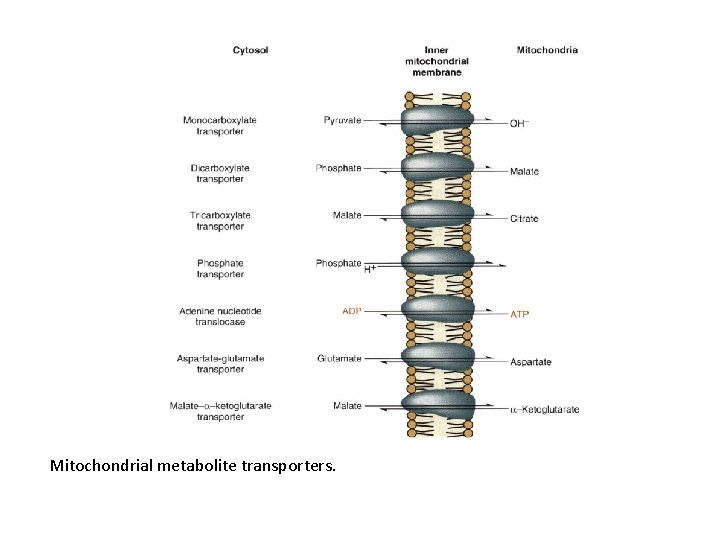 Mitochondrial metabolite transporters. 