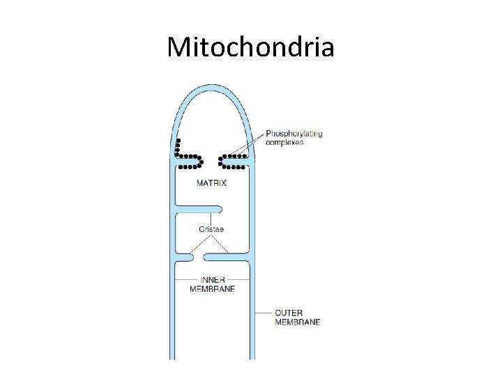 Mitochondria 