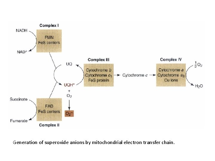 Generation of superoxide anions by mitochondrial electron transfer chain. 