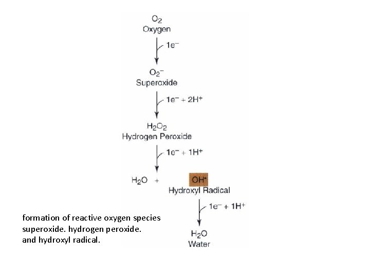 formation of reactive oxygen species superoxide. hydrogen peroxide. and hydroxyl radical. 