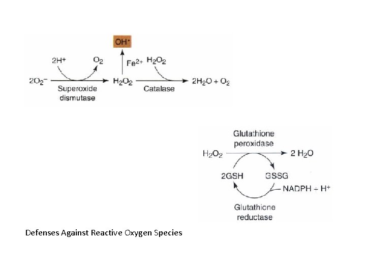 Defenses Against Reactive Oxygen Species 