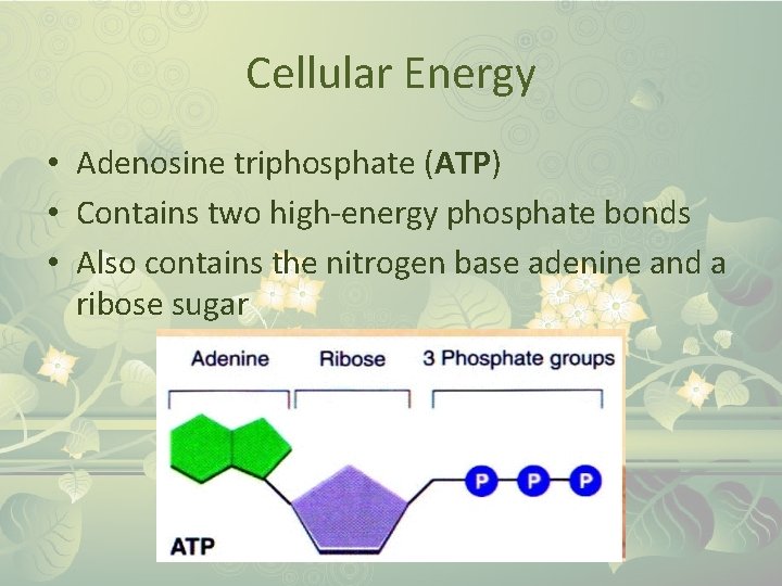Cellular Energy • Adenosine triphosphate (ATP) • Contains two high-energy phosphate bonds • Also