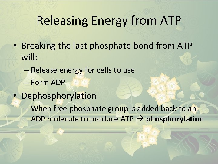 Releasing Energy from ATP • Breaking the last phosphate bond from ATP will: –