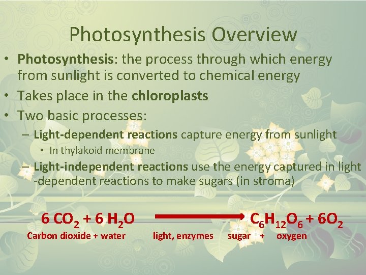 Photosynthesis Overview • Photosynthesis: the process through which energy from sunlight is converted to