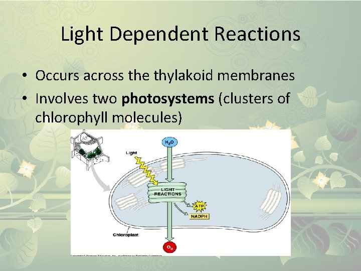 Light Dependent Reactions • Occurs across the thylakoid membranes • Involves two photosystems (clusters